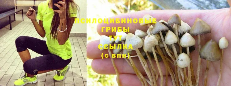 Галлюциногенные грибы Cubensis  Беломорск 